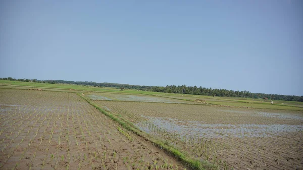 Arkasında dağlar olan pirinç tarlalarının güzel manzarası.