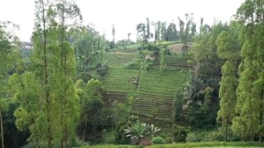 Güzel doğal manzara dağları tepe doğa manzarası, yüksek yeşil ağaçlar ve yeşil yamaçlar ile bulutlu mavi gökyüzünün altında gündüz vakti