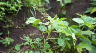 Tırtılların saldırdığı yerfıstığı bitkileri hasar görmüş görünüyor.