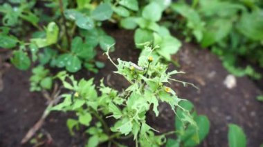 Tırtılların saldırdığı yerfıstığı bitkileri hasar görmüş görünüyor.