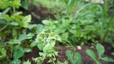 Tırtılların saldırdığı yerfıstığı bitkileri hasar görmüş görünüyor.