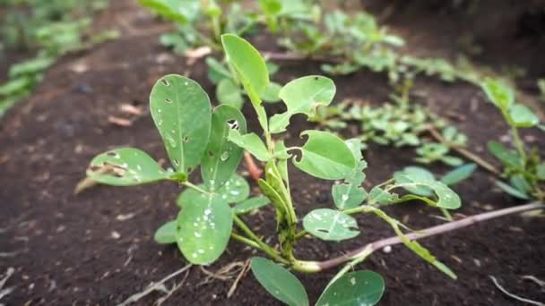 Pinda Planten Aangevallen Door Rupsen Zien Beschadigd Uit — Stockvideo