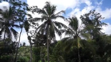 Güzel manzara mavi gökyüzü gibi. Rüzgarda sallanan hindistan cevizi ağaçları.