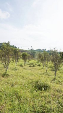 Güzel doğal manzara dağları, tepelik doğa manzarası, yeşil orman ve yeşil çimenli yamaçlar, bulutlu mavi gökyüzünün altında gündüz vakti