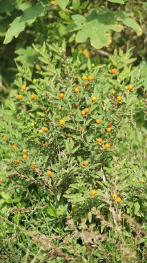 Tarlada rüzgarda esen yeşil çimenler, çok güzel.