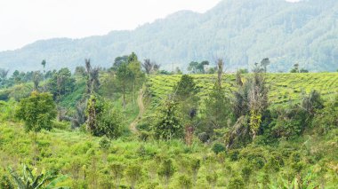 Güzel doğal manzara dağları, tepelik doğa manzarası, yeşil orman ve yeşil çimenli yamaçlar, bulutlu mavi gökyüzünün altında gündüz vakti