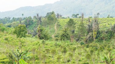 Güzel doğal manzara dağları, tepelik doğa manzarası, yeşil orman ve yeşil çimenli yamaçlar, bulutlu mavi gökyüzünün altında gündüz vakti