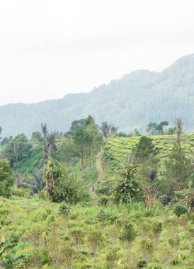 Güzel doğal manzara dağları, tepelik doğa manzarası, yeşil orman ve yeşil çimenli yamaçlar, bulutlu mavi gökyüzünün altında gündüz vakti
