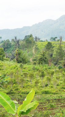 Güzel doğal manzara dağları, tepelik doğa manzarası, yeşil orman ve yeşil çimenli yamaçlar, bulutlu mavi gökyüzünün altında gündüz vakti