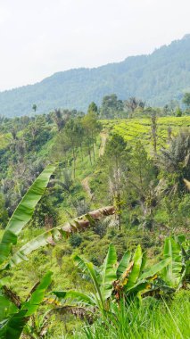 Güzel doğal manzara dağları, tepelik doğa manzarası, yeşil orman ve yeşil çimenli yamaçlar, bulutlu mavi gökyüzünün altında gündüz vakti