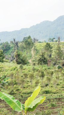 Güzel doğal manzara dağları, tepelik doğa manzarası, yeşil orman ve yeşil çimenli yamaçlar, bulutlu mavi gökyüzünün altında gündüz vakti