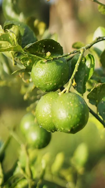 Ağaçtaki yeşil portakallar sabahları biraz çiğ gibi görünüyor.