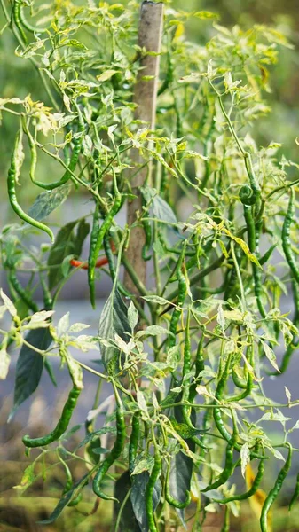 Biber tarlasında, kırmızı biberin hala yeşil olduğunu görebilirsiniz.