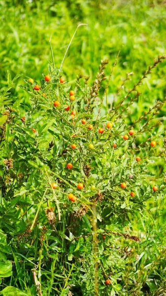 Hierba Verde Soplando Viento Plantación Tan Hermosa — Foto de Stock