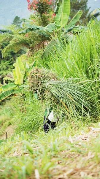 a farmer is transporting green grass