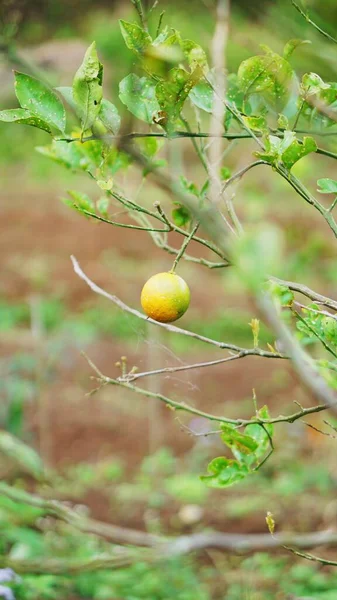 Rijpe Sinaasappels Zien Geel Uit Met Hun Takken Plantage — Stockfoto