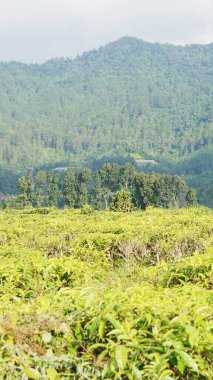 Güzel doğal manzara dağları, tepelik doğa manzarası, yeşil orman ve yeşil çimenli yamaçlar, bulutlu mavi gökyüzünün altında gündüz vakti