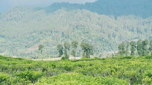 Bellissimo Paesaggio Naturale Montagne Panoramica Natura Collinare Con Foresta Verde — Foto Stock