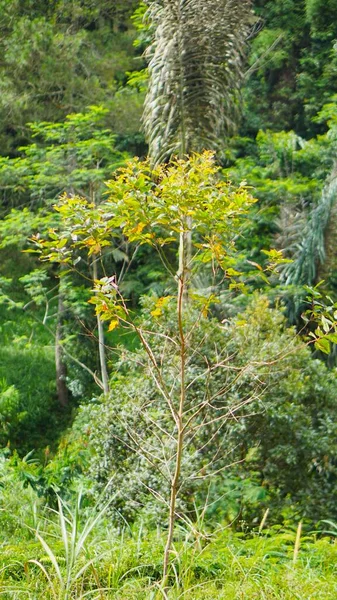 Dağlardaki Yüksek Çam Ağaçları Yüksek Yeşil Ağaçlar — Stok fotoğraf