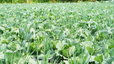 Tarlalarda lahana ve pırasa yeşile benziyor.