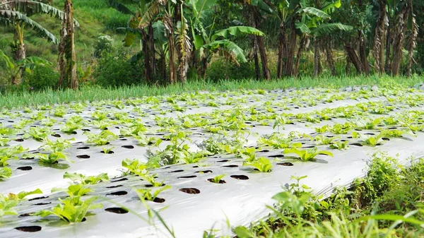 Tarlalarda lahana ve pırasa yeşile benziyor.