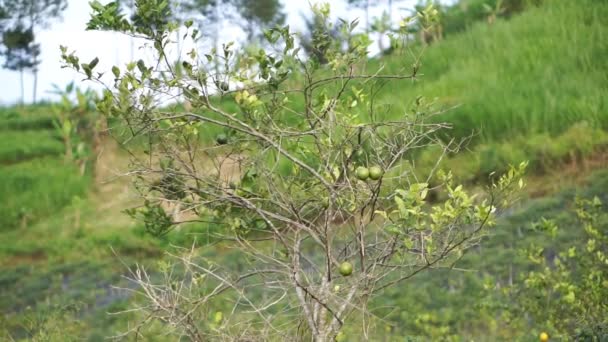 Rijpe Sinaasappels Zien Geel Uit Zijn Ook Groene Sinaasappels Die — Stockvideo