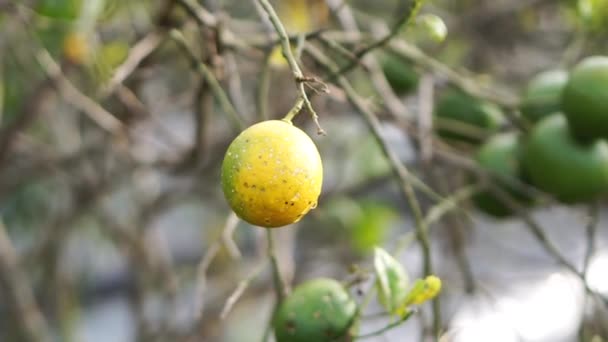 Rijpe Sinaasappels Zien Geel Uit Met Hun Takken Plantage — Stockvideo