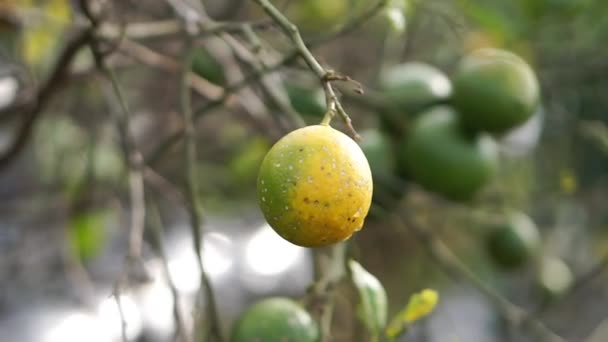 Reife Orangen Sehen Mit Ihren Zweigen Auf Der Plantage Gelb — Stockvideo