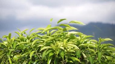 Çay tarlasında rüzgarda esen yeşil çay yaprakları.