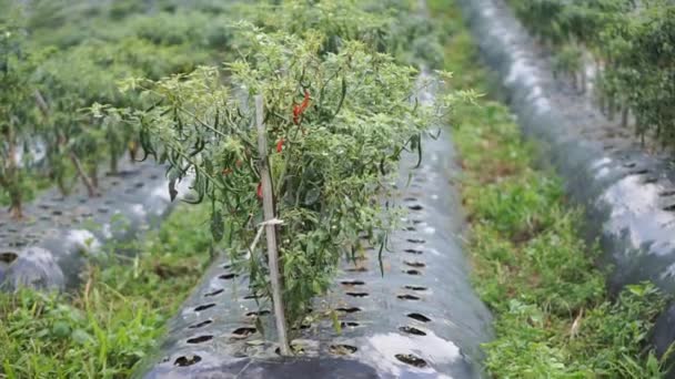 Det Finns Röda Chilipeppar Plantagen Och Det Finns Också Gröna — Stockvideo