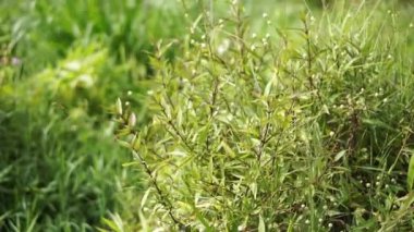 Tarlada rüzgarda esen yeşil çimenler, çok güzel.