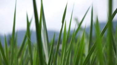 Tarlada rüzgarda esen yeşil çimenler, çok güzel.
