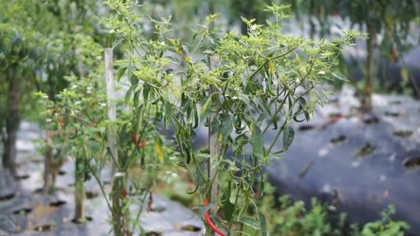 Hay Chiles Rojos Plantación También Hay Verdes — Vídeos de Stock