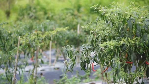 Chilies Vermelhos Plantação Também Verdes — Vídeo de Stock