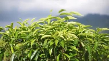 Çay tarlasında rüzgarda esen yeşil çay yaprakları.