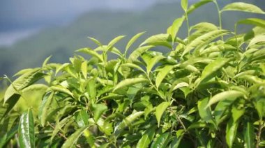 Çay tarlasında rüzgarda esen yeşil çay yaprakları.