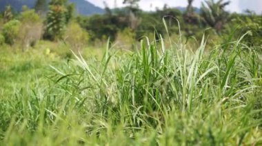 Yeşil çim ekiminin doğal manzarası gerçekten çok güzel.