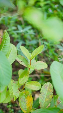 Guava çiçek açan bahçeyi geleneksel ilaç olarak açar.