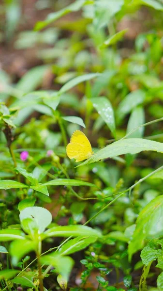 Borboleta Chão Está Batendo Suas Asas — Fotografia de Stock