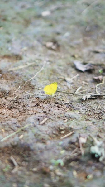 Yerdeki kelebek kanatlarını çırpıyor.