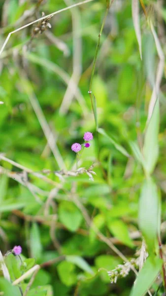 꽃봉오리 농장에 아름다운 꽃줄기 — 스톡 사진