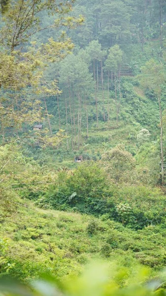 Güzel doğal manzara dağları, tepelik doğa manzarası, yeşil orman ve yeşil çimenli yamaçlar, bulutlu mavi gökyüzünün altında gündüz vakti