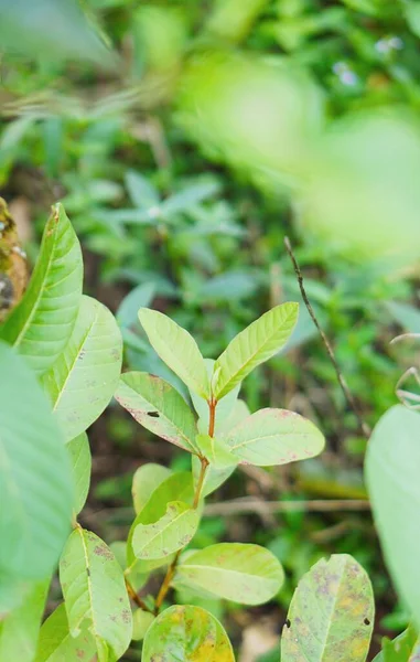 Guava çiçek açan bahçeyi geleneksel ilaç olarak açar.