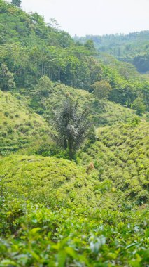 Güzel doğal manzara dağları, tepelik doğa manzarası, yeşil orman ve yeşil çimenli yamaçlar, bulutlu mavi gökyüzünün altında gündüz vakti