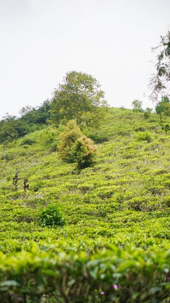 Güzel doğal manzara dağları, tepelik doğa manzarası, yeşil orman ve yeşil çimenli yamaçlar, bulutlu mavi gökyüzünün altında gündüz vakti