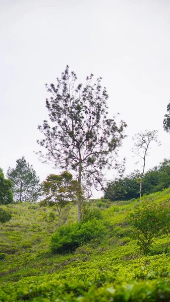 Güzel doğal manzara dağları, tepelik doğa manzarası, yeşil orman ve yeşil çimenli yamaçlar, bulutlu mavi gökyüzünün altında gündüz vakti