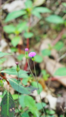 Bulanık arka planda açan güzel pembe çiçek.