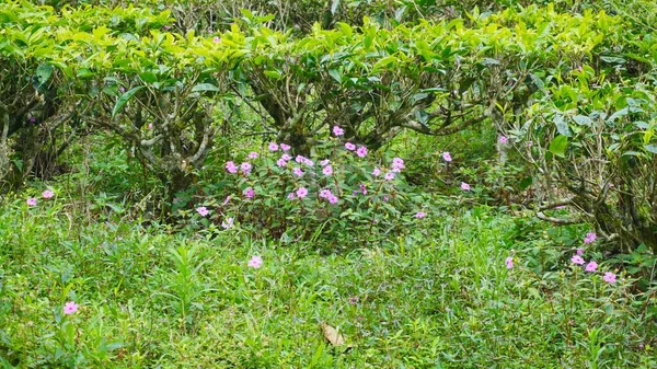 Bulanık Arka Planda Açan Güzel Pembe Çiçek — Stok fotoğraf