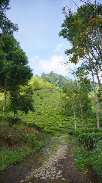 Güzel doğal manzara dağları, tepelik doğa manzarası, yeşil orman ve yeşil çimenli yamaçlar, bulutlu mavi gökyüzünün altında gündüz vakti