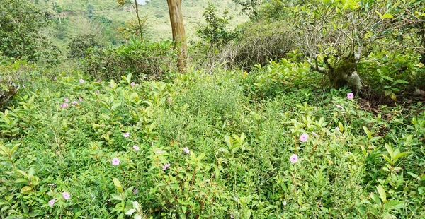 filizlenen filizler filizlenir fidanlıkta